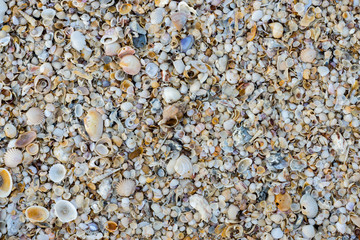 Shells on the beach background.
