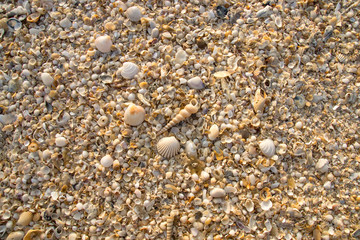 Shells on the beach background.