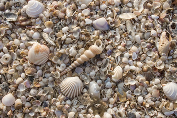 Shells on the beach background.