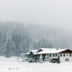 Fototapeta na wymiar Heavy snowfall, poor visibility, blizzard, frost, winter. Alps, Austria. House, pines and fir-trees.