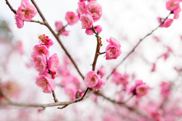Fototapeta na wymiar plum blossom trees
