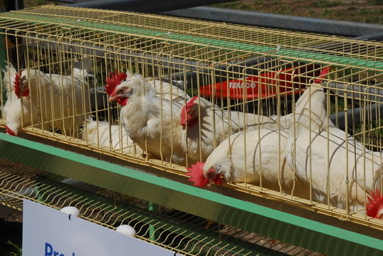 Gallinas en criadero
