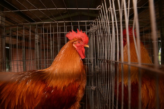Gallinas en criadero