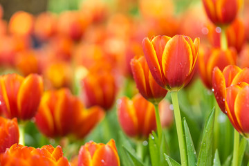 colorful orange tulips flowers in the garden