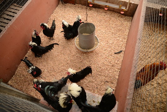 Gallinas en criadero