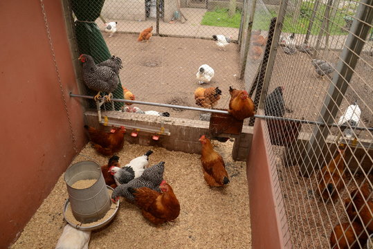 Gallinas en criadero