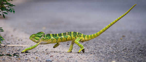 Indian Chameleon