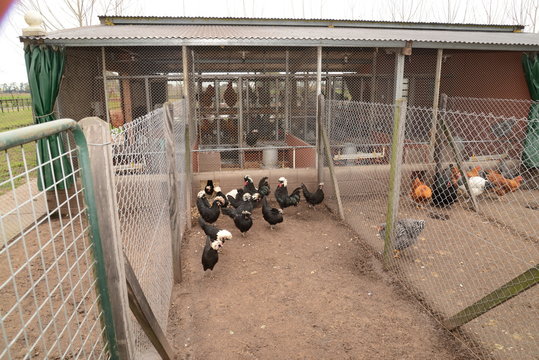 Gallinas en criadero