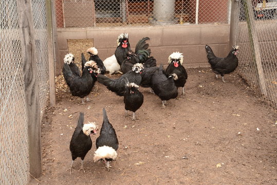 Gallinas en criadero