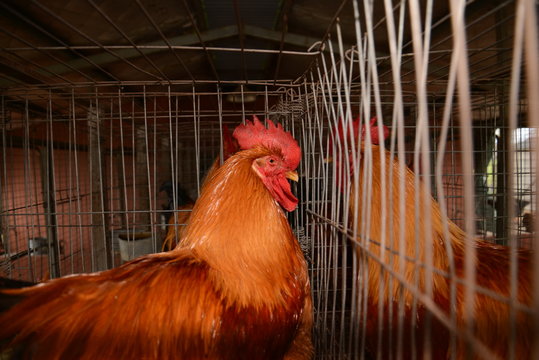 Gallinas en criadero