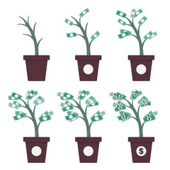 Money Tree Growth