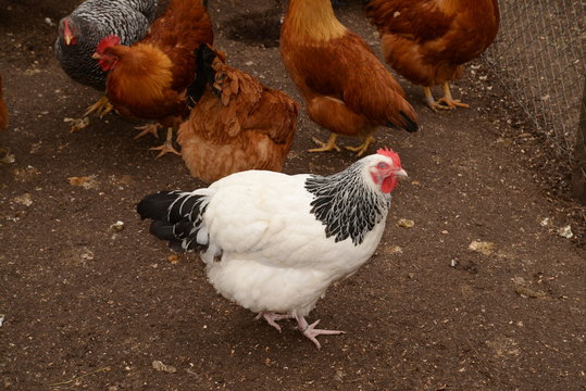 Gallinas en criadero