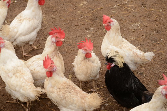Gallinas en criadero