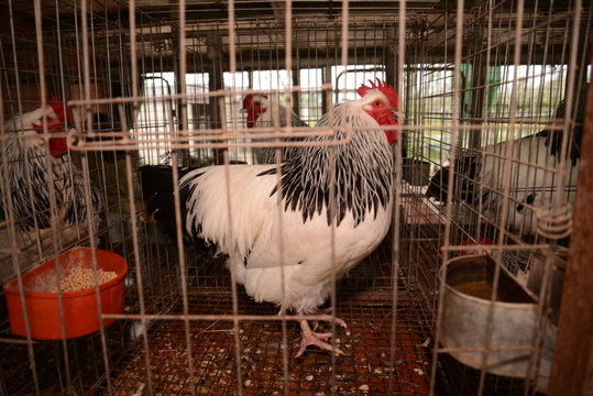 Gallinas en criadero