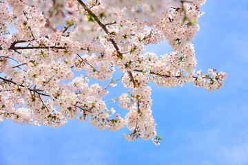 Cherry blossoms in full bloom