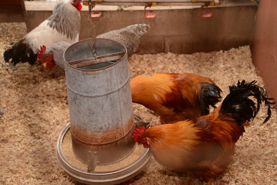 Gallinas en criadero