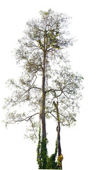 Tree. The leaves plenty tall. White background