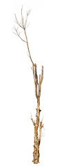Dry tree isolated on white background,teek