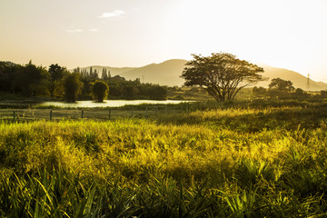 Obraz premium The landscape of the morning.