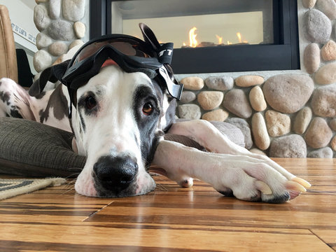 Ski lodge Great Dane wearing goggles by the fire