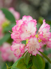 Obraz premium シャクナゲ