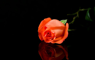 Rose on black background