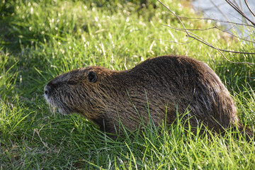 Nutria is an invasive species that causes damage to wetland ecology