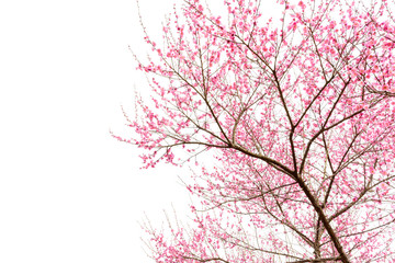 isolated plum blossom trees