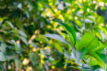 Green carden texture. Detail of green leaves.