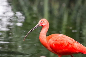 Ibis rouge