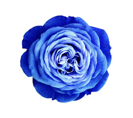 Fototapeta na wymiar blue-white rose flower. white isolated background with clipping path. Nature. Closeup no shadows. Nature.