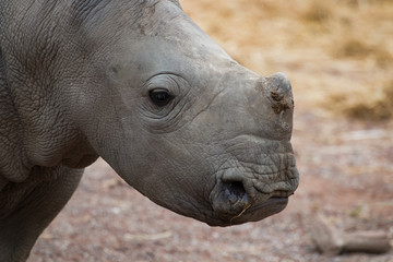 Obraz premium Jeune rhinocéros blanc