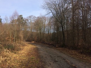 Sonniger Wintertag im Wald