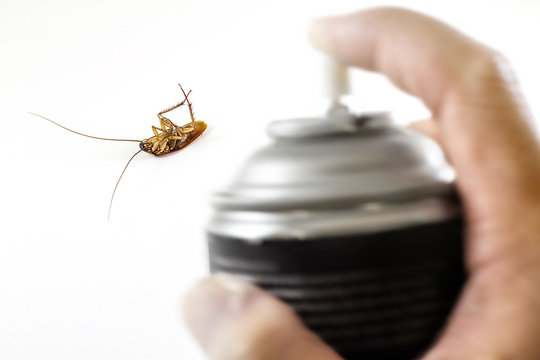 The dead cockroach, Killed by pest control with black spray in h