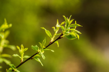 first spring sprouts