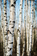 Fototapeta premium wiosna brzozowy las