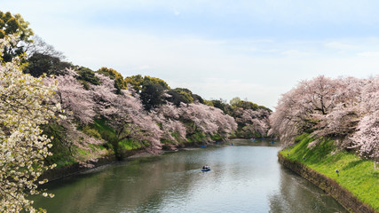 Fototapeta na wymiar Chidorigafuchi park during the spring season.