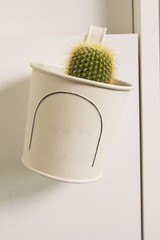 Cactus in white pot