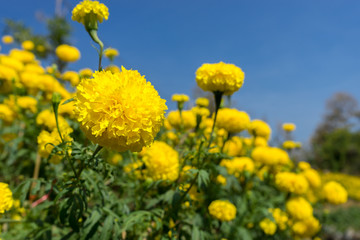 Marigold fields with blue sky color