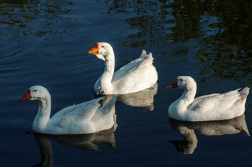Domestic geese swimming in a pond.