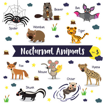 Nocturnal Animals cartoon on white background with animal name. Set 3.