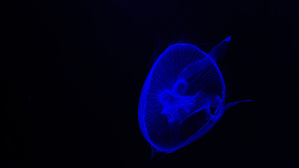 jellyfish at  in Siam Ocean World