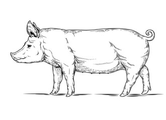  illustration of a pig