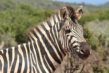 Fototapeta na wymiar Zebra