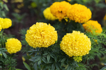 Marigold flowers in garden