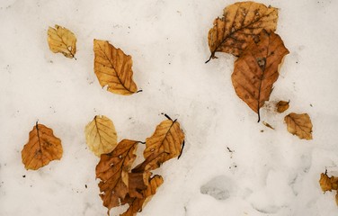 fallen leafs in nature