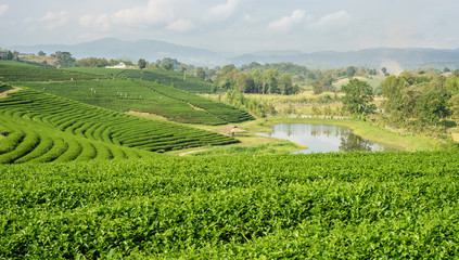 Fototapeta na wymiar Curve of tea Plantations, Chiang Rai