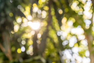 sun ray in the blurry natural green background