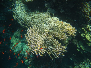 barriera corallina
