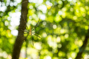 Giant spider in the blurry natural green background